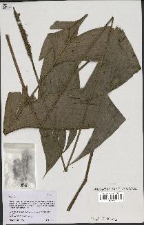 spécimen de Geonoma sp.