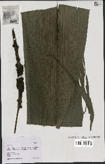 spécimen de Geonoma sp.