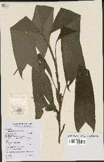 spécimen de Geonoma stricta