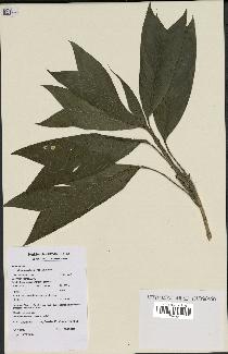 spécimen de Geonoma stricta
