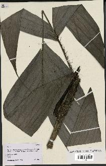 spécimen de Bactris sp.