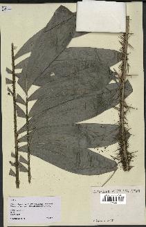 spécimen de Bactris sp.