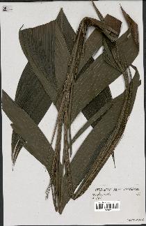 spécimen de Wendlandiella sp.