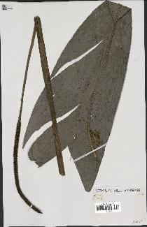 spécimen de Geonoma sp.
