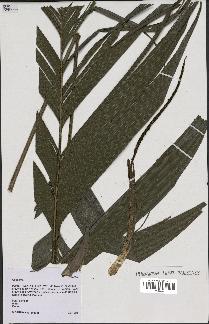 spécimen de Geonoma sp.