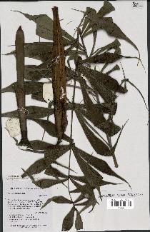 spécimen de Dypsis nodifera