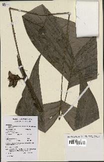 spécimen de Bactris oligocarpa