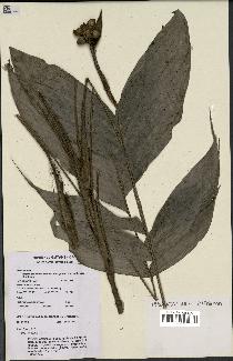 spécimen de Bactris oligocarpa