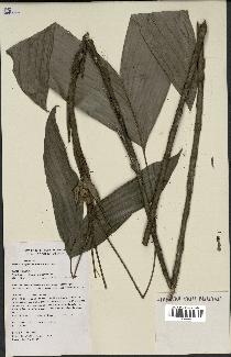spécimen de Bactris oligocarpa