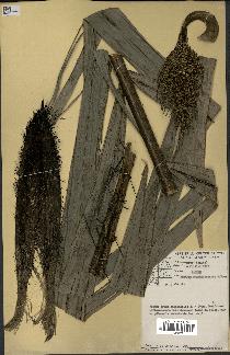 spécimen de Bactris rhaphidacantha