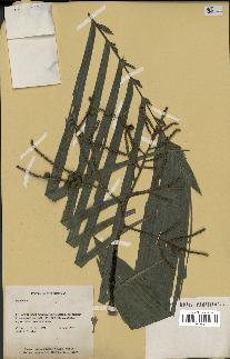 spécimen de Geonoma sp.