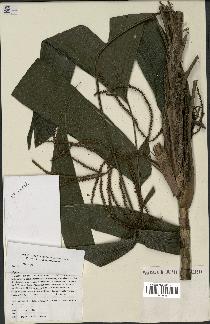 spécimen de Geonoma sp.