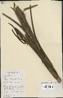 spécimen de Geonoma baculifera