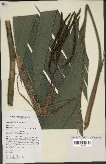 spécimen de Geonoma baculifera