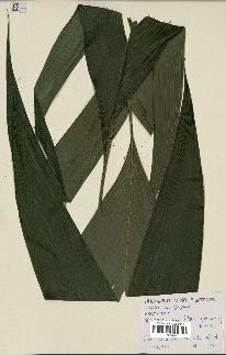 spécimen de Geonoma baculifera