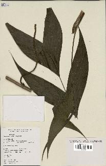 spécimen de Geonoma deversa