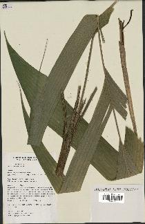 spécimen de Geonoma euspatha