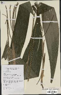 spécimen de Geonoma euspatha