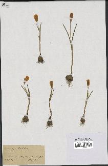 spécimen de Crocus chrysanthus