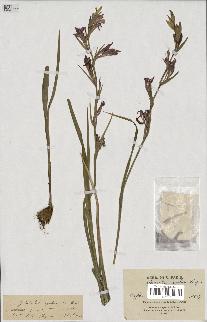 spécimen de Gladiolus segetum