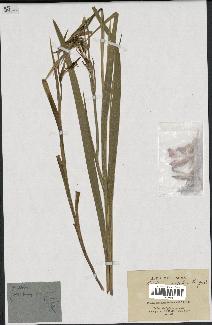 spécimen de Gladiolus segetum