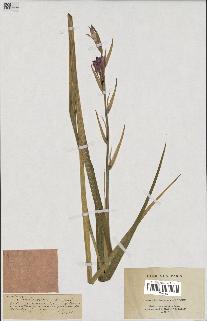 spécimen de Gladiolus segetum