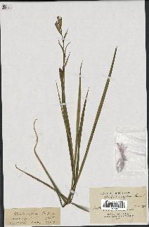 spécimen de Gladiolus segetum