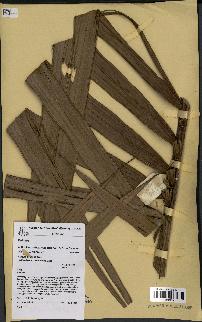 spécimen de Actinokentia divaricata