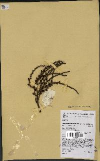 spécimen de Actinokentia divaricata