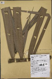 spécimen de Actinokentia divaricata