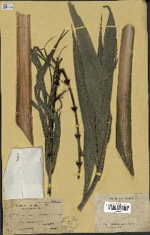 spécimen de Calamus sp.