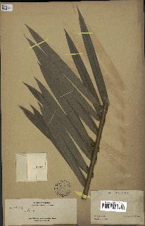 spécimen de Calamus sp.