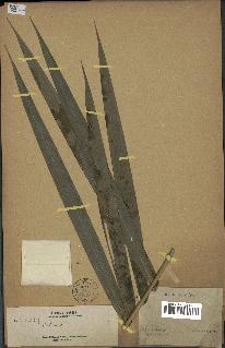 spécimen de Calamus sp.