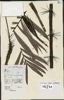 spécimen de Bactris elegans