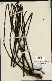 spécimen de Dypsis crinita