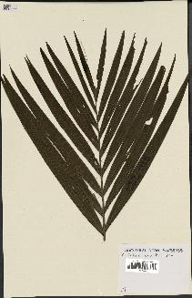 spécimen de Dypsis crinita