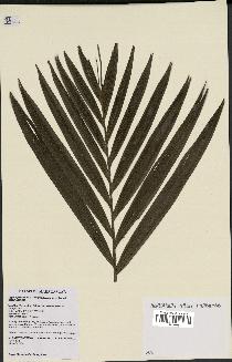 spécimen de Dypsis fibrosa