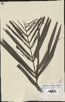 spécimen de Dypsis pilulifera