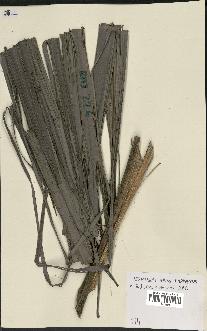 spécimen de Dypsis pilulifera