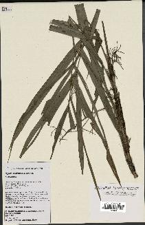 spécimen de Dypsis anovensis