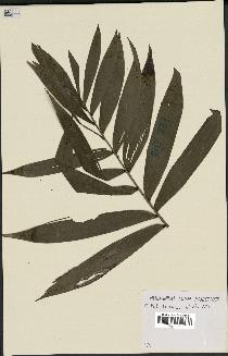 spécimen de Dypsis sahanofensis