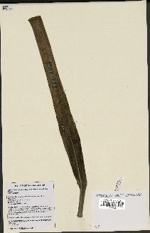 spécimen de Dypsis sahanofensis