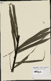 spécimen de Dypsis sahanofensis