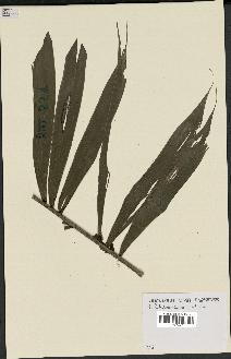 spécimen de Dypsis sahanofensis