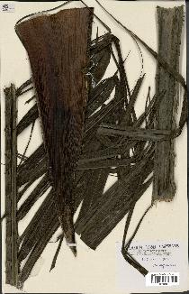 spécimen de Dypsis pilulifera