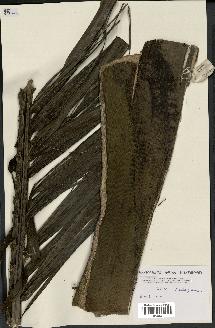 spécimen de Dypsis pilulifera