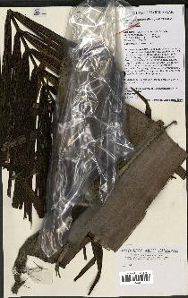 spécimen de Dypsis pilulifera