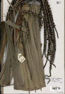 spécimen de Beccariophoenix madagascariensis