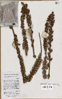 spécimen de Beccariophoenix madagascariensis