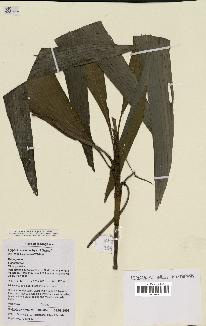 spécimen de Dypsis eriostachys